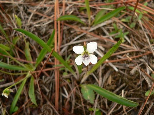 {Viola lanceolata var. vittata}